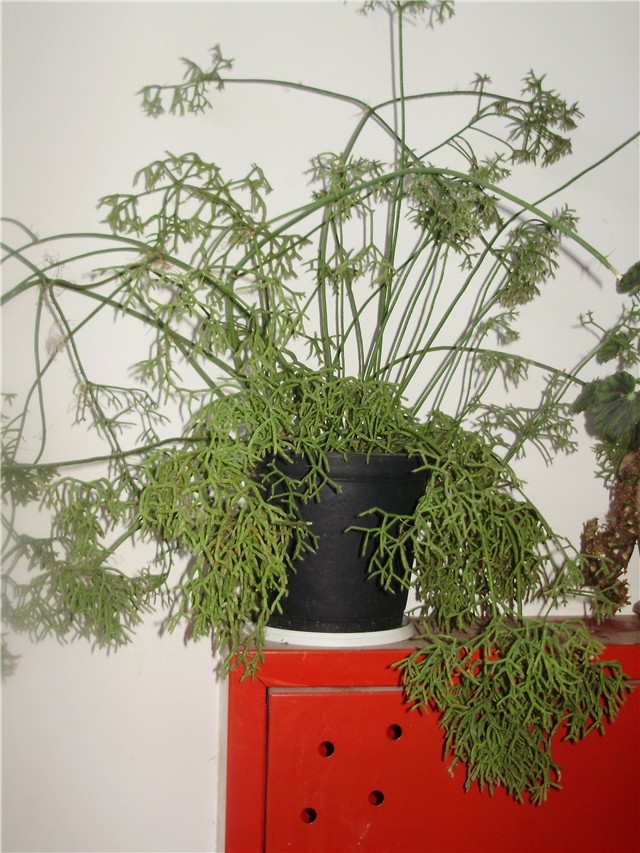 kaktus